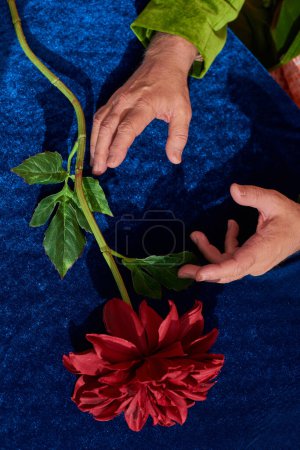 partial view of elderly man with wrinkled hands near fresh and red peony flower with green leaves on blue velvet and textured tablecloth, symbolism, golden aging population concept, top view