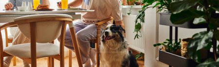 Cropped view of man petting border collie dog and having breakfast with girlfriend at home,banner puzzle 665725830