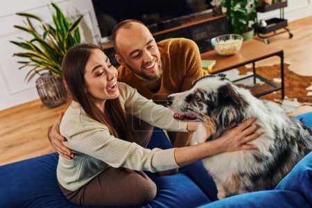 Excited woman touching border collie near smiling boyfriend on couch in living room at home