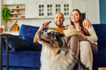Border collie sitting near blurred couple with popcorn on couch and spending time in living room
