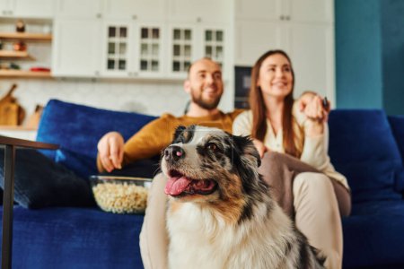 Border collie dog sitting near blurred owners with popcorn on couch in living room at home