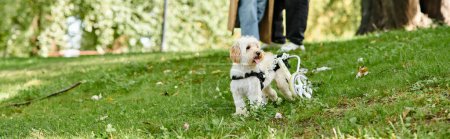 Téléchargez les photos : Un petit chien blanc se tient au sommet d'un champ vert luxuriant. - en image libre de droit