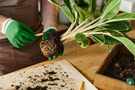 Téléchargez les photos : Une personne avec des gants verts tenant délicatement une plante dans un cadre apaisant et botanique. - en image libre de droit