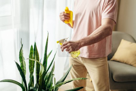 Foto de Hombre guapo en acogedora ropa de casa delicadamente limpieza planta de interior con esponja amarilla. - Imagen libre de derechos