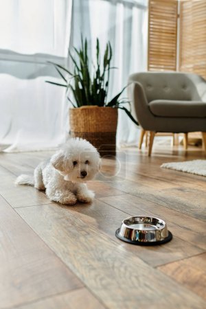 A small white Bichon Frise dog peacefully resting beside a bowl of water.