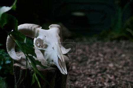 A white ram skull sits on a tree stump in the shade of the forest.