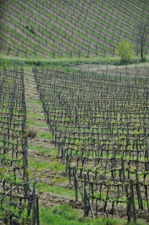 Téléchargez les photos : Région viticole en Italie, - en image libre de droit