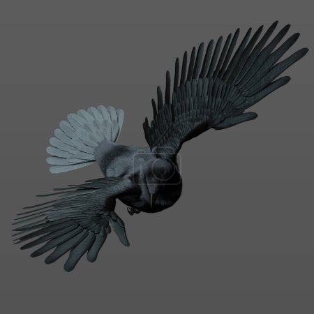 3D-Rendering-Illustration des wunderschönen Rabenschwarzes im isolierten Flug