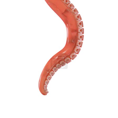 Photo for 3D Rendering of Underwater Fantasy Creature Octopus Tentacle Isolated on White Background - Royalty Free Image