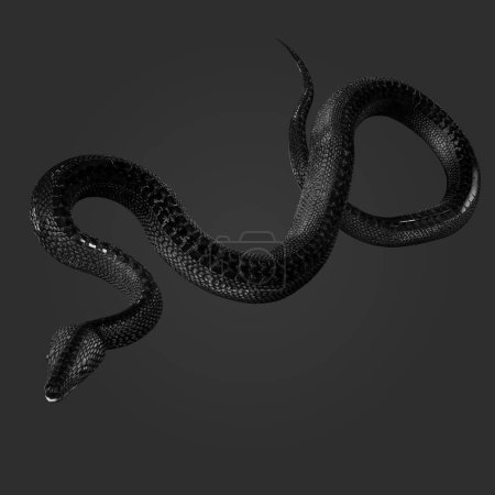 3D-Darstellung der wunderschönen schwarzen und weißen Schlangenschuppen in wütender Pose isoliert auf dunklem Hintergrund