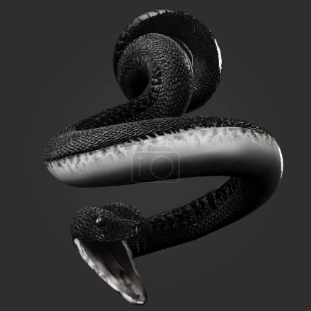 3D-Darstellung der wunderschönen schwarzen und weißen Schlangenschuppen in wütender Pose isoliert auf dunklem Hintergrund
