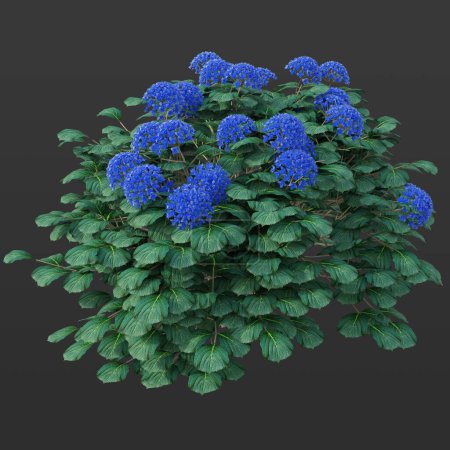 3D Rendering of Blue Hydrangea Flowers Blush Isolated on Dark Background
