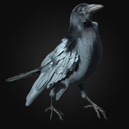 3D Rendering of Majestic Black Crow With Iridescent Blue Sheen Feathers Isolated on Dark Background In Flight