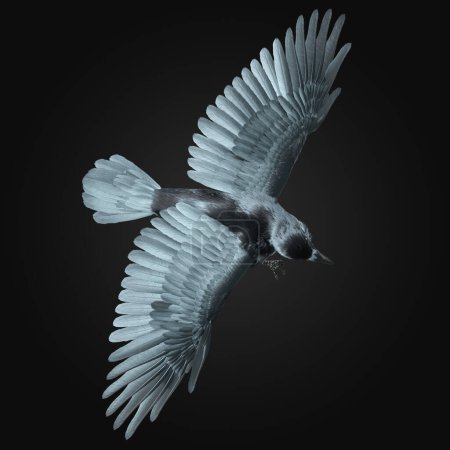 3D Rendering of Majestic Black Crow With Iridescent Blue Sheen Feathers Isolated on Dark Background In Flight