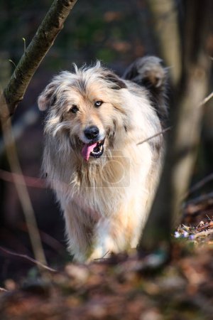 A light mountain sheepdog in the woods