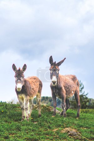 Dos burros en un prado en los Alpes italianos
