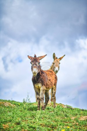 Pareja de burros en un prado en los Alpes italianos