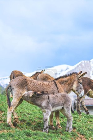 Mother donkey with little milk on the Italian Alps