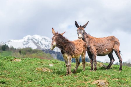 Pareja de burros en un prado de montaña en los Alpes italianos