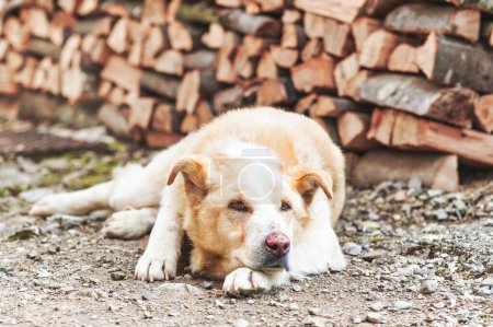A light mixed breed dog near firewood