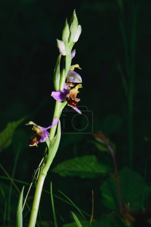 The illuminated Ophrys apifera plant photographed in the Lombardy pre-Alps of Bergamo Italy