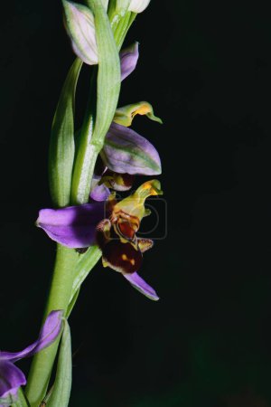 The Ophrys apifera plant photographed in the Lombardy pre-Alps of Bergamo Italy