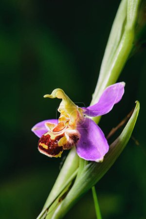 Ophrys apifera flower in spring photographed in the Lombardy pre-Alps of Bergamo Italy