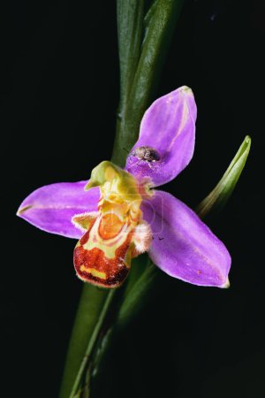 Macro of Ophrys apifera flower with insect on petals photographed in the Lombardy pre-Alps of Bergamo Italy