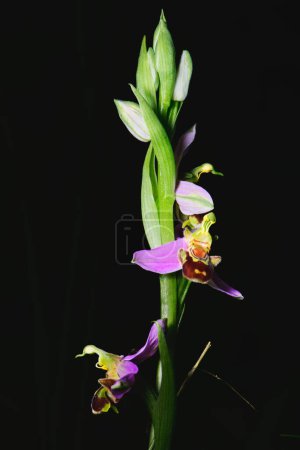 Ophrys apifera flower photographed in the Lombardy pre-Alps of Bergamo Italy