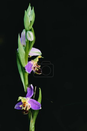 Ophrys apifera flower in black background photographed in the Lombardy pre-Alps of Bergamo Italy