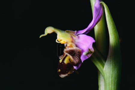 Ophrys apifera flower macro photographed in the Lombardy pre-Alps of Bergamo Italy