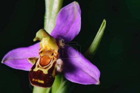 Detail of Ophrys apifera flower in springtime photographed in the Lombardy pre-Alps of Bergamo Italy