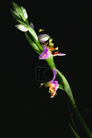 Ophrys apifera plant photographed in the Lombardy pre-Alps of Bergamo Italy