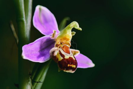 Detail of the Ophrys apifera flower photographed in the Lombardy pre-Alps of Bergamo Italy