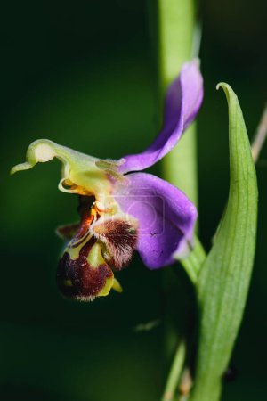  Close-up of Ophrys apifera photographed in the Lombardy pre-Alps of Bergamo Italy