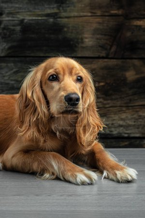 Téléchargez les photos : Cocker Spaniel chien regardant sur le côté sur un fond sombre, image verticale. place pour le texte, - en image libre de droit