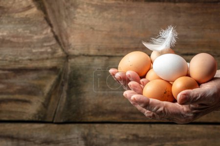 Photo for A woman takes chicken eggs from the nest. Concept of agriculture, bio and eco farming, bio food products. place for text. - Royalty Free Image