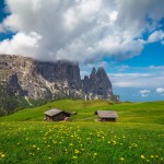 Beautiful alpine destination with yellow dandelion flowers on the green fields and high cliffs in background, Alpe di Siusi, Dolomites, Italy, Europe