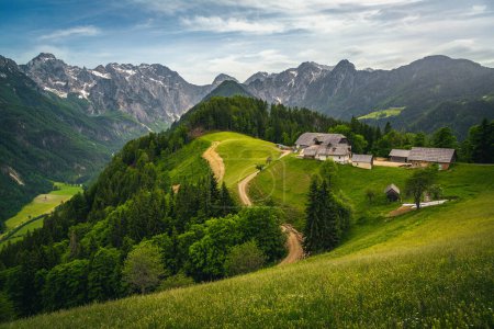 Spektakuläre Landschaft mit bunten verschiedenen alpinen Wildblumen und schneebedeckten Bergen im Hintergrund, Logarska Dolina (Logar-Tal), Slowenien, Europa 