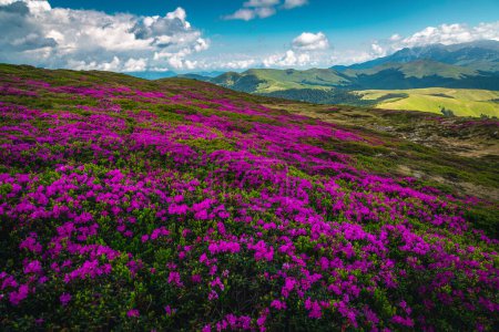 Téléchargez les photos : Beau paysage naturel estival, champs de rhododendrons roses en fleurs sur les collines dans les montagnes Leaota, Carpates, Transylvanie, Roumanie, Europe - en image libre de droit