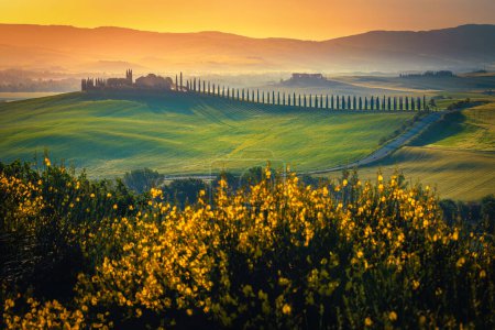 Niesamowity krajobraz z żółtymi kwiatami na wzgórzu. Mglista dolina i wiejska droga z cyprysami pod rząd o wschodzie słońca, Toskania, Włochy, Europa