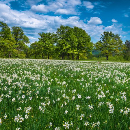 Photo for Fantastic forest glade with blossoming white daffodil flowers. Wonderful seasonal flowery landscape, Slovenia, Europe - Royalty Free Image