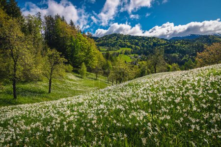 Photo for Amazing hills with blooming white daffodil flowers. Stunning seasonal flowering landscape with fragrant daffodils, Jesenice, Slovenia, Europe - Royalty Free Image