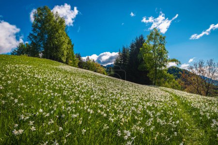Photo for Spectacular hills with blooming white daffodil flowers. Majestic seasonal flowering scenery with fragrant daffodils on the slope, Jesenice, Slovenia, Europe - Royalty Free Image