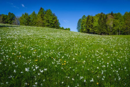 Photo for Beautiful hills with blooming white daffodil flowers. Fantastic seasonal flowering landscape with fragrant daffodils on the glade, Jesenice, Slovenia, Europe - Royalty Free Image