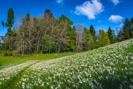 Photo for Beautiful glade with blooming white daffodil flowers. Amazing seasonal flowering landscape with fragrant daffodils on the meadow, Jesenice, Slovenia, Europe - Royalty Free Image