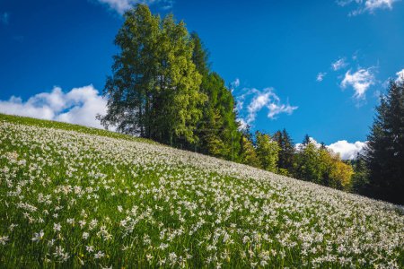 Photo for Picturesque hills with blooming white daffodil flowers. Beautiful seasonal flowering landscape with fragrant daffodils on the steep slope, Jesenice, Slovenia, Europe - Royalty Free Image