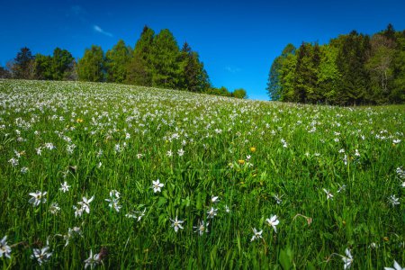 Photo for Majestic hills with blooming white daffodil flowers. Fantastic seasonal flowering landscape with abundant fragrant daffodils on the green slope, Jesenice, Slovenia, Europe - Royalty Free Image