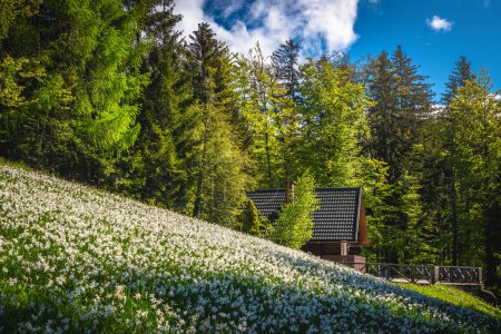 Photo for Stunning place with blooming white daffodil flowers on the slope. Spectacular seasonal flowering landscape with fragrant daffodils and wooden log house on the hill, Jesenice, Slovenia, Europe - Royalty Free Image