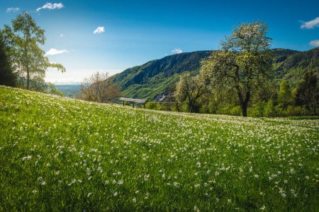 Majestätische Aussicht vom blühenden Feld, blühende weiße Narzissen und blühende Obstbäume auf der Lichtung, Golica Hügel, Jesenice, Slowenien, Europa
